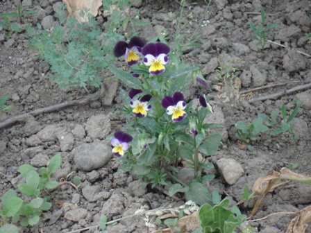   (Viola tricolor),  , , --,  