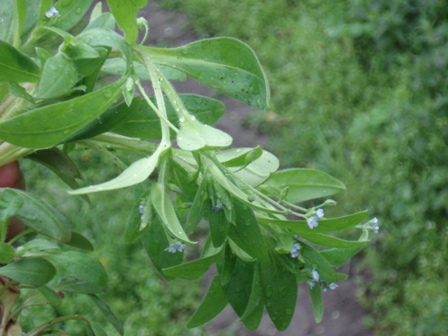   (Strorfiostoma sparsiflora),   