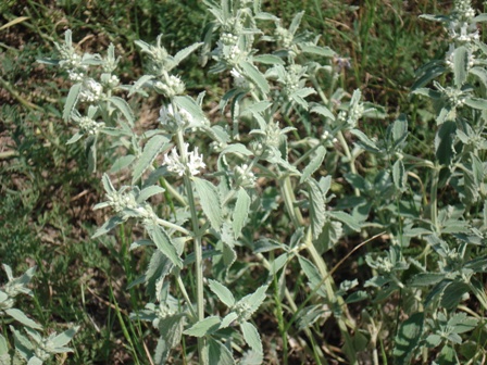   (Marrubium vulgare) 
