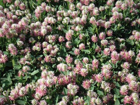   (Trifolium hybridum) 