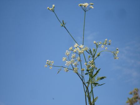   (Torilis japonica)  