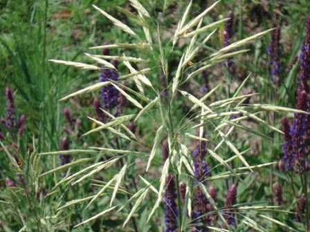   (Bromus inermis) 