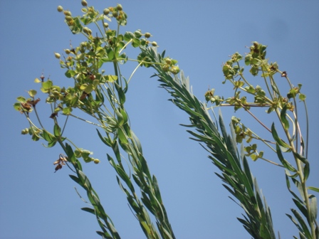   (Euphorbia cyparissias),   