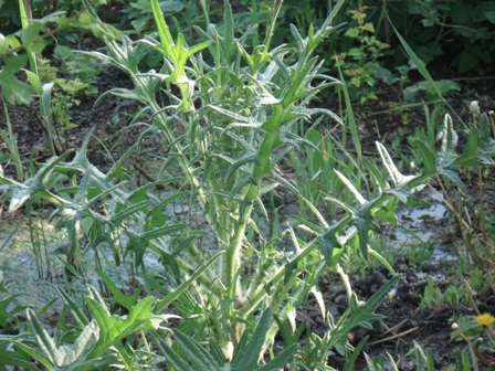   (Cirsium vulgare) 