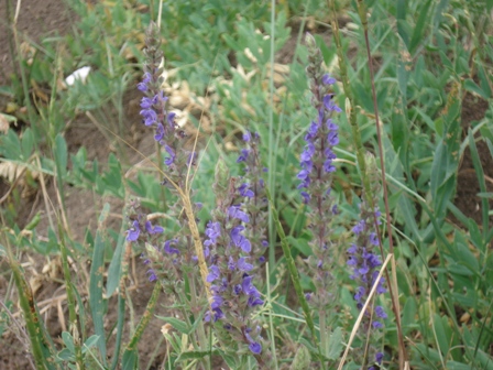   (Salvia stepposa) 