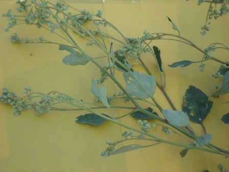   (Chenopodium murale) 