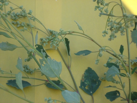   (Chenopodium murale) 