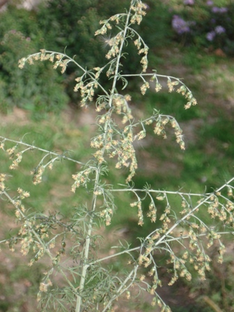 Полынь сантонинная (Artemisia santonica) 