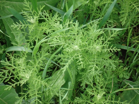 Полынь сантонинная (Artemisia santonica) 