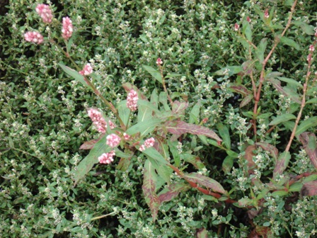   (Poligonum persicaria),  ,   