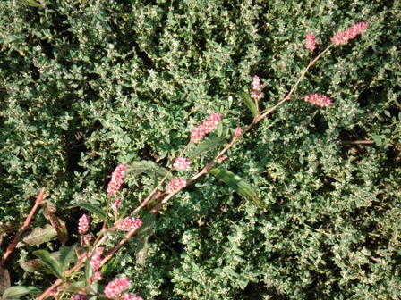   (Poligonum persicaria),  ,   