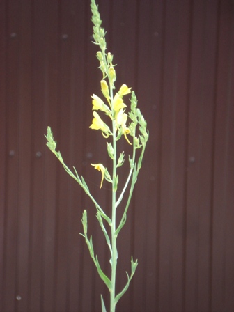   (Linaria vulgaris) 