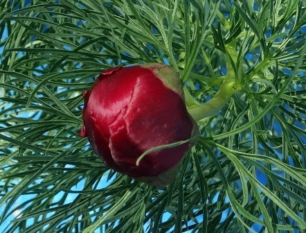   (Paeonia tenuifolia),  ,  ,  ,  