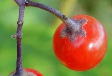  -,  , ,  , - ,  ,  , ,  ,    (Solanum dulcamara) 